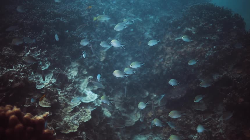 School of fish swim over reef in murky water