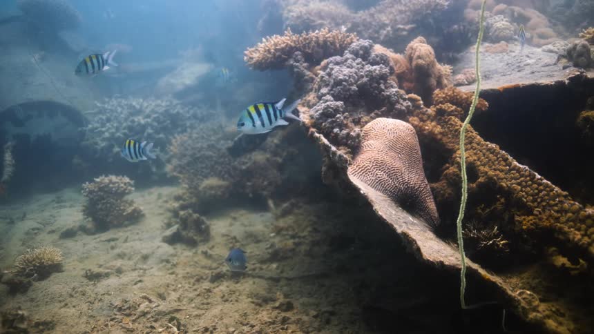 A school of striped fish is swimming in and out of a coral reef