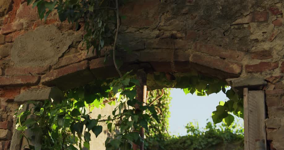 Green vines growing on the window and over the brick walls of an old wall