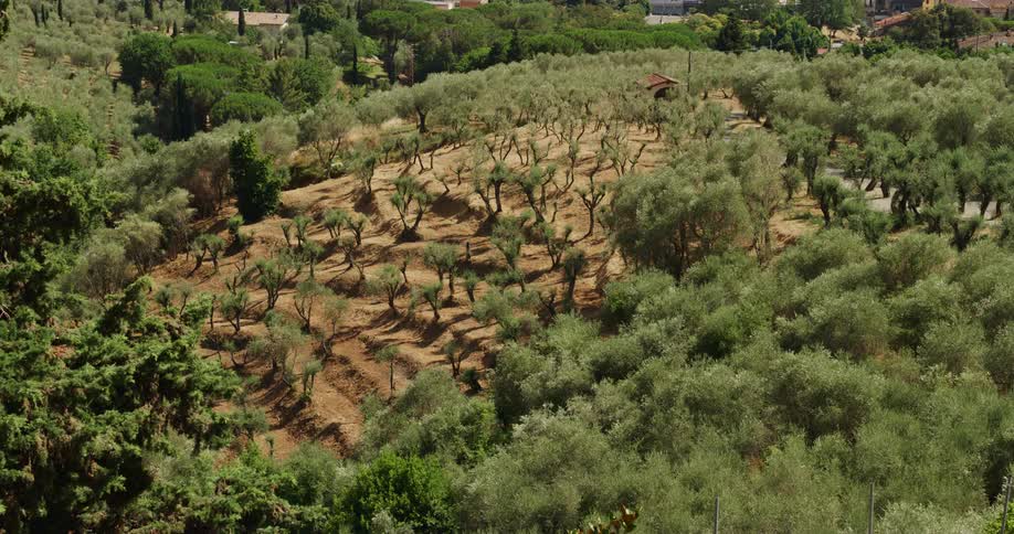Trees in a grove in summer