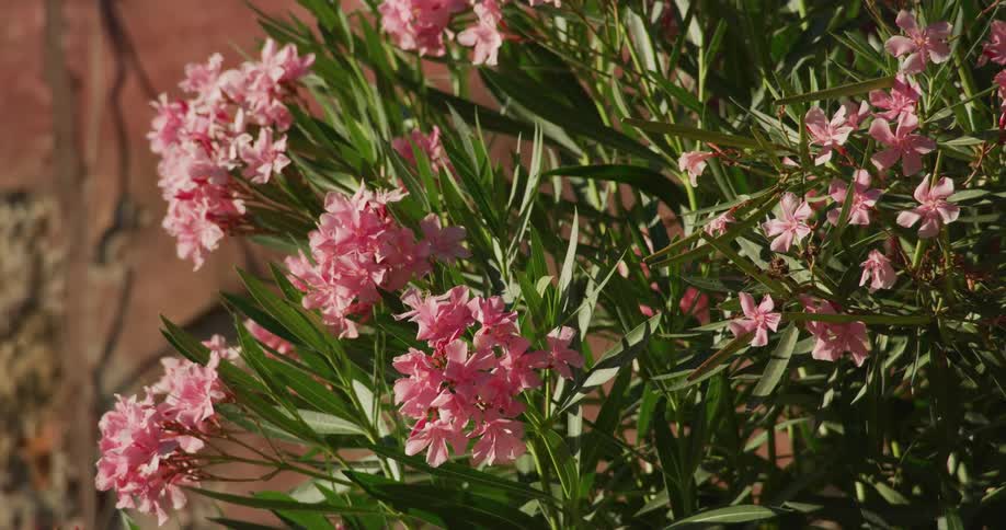 Pink flowers growing next to a building