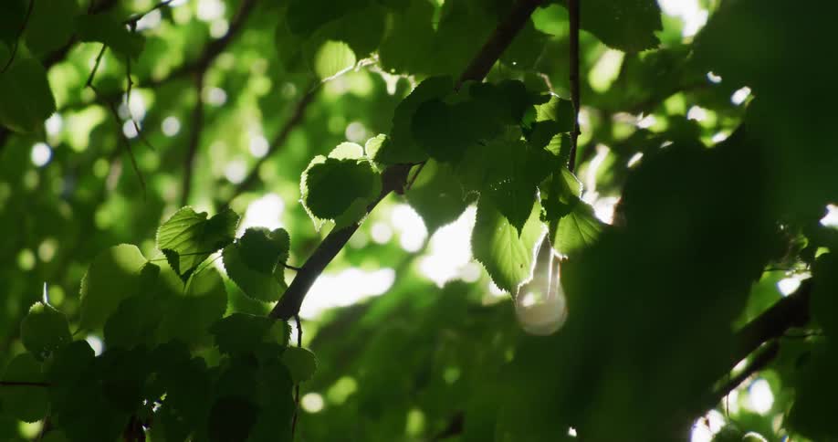 Sunlight shines through swaying green leafed branches