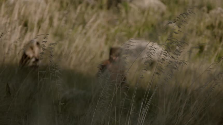 Three men in heavy clothing walk through high grass