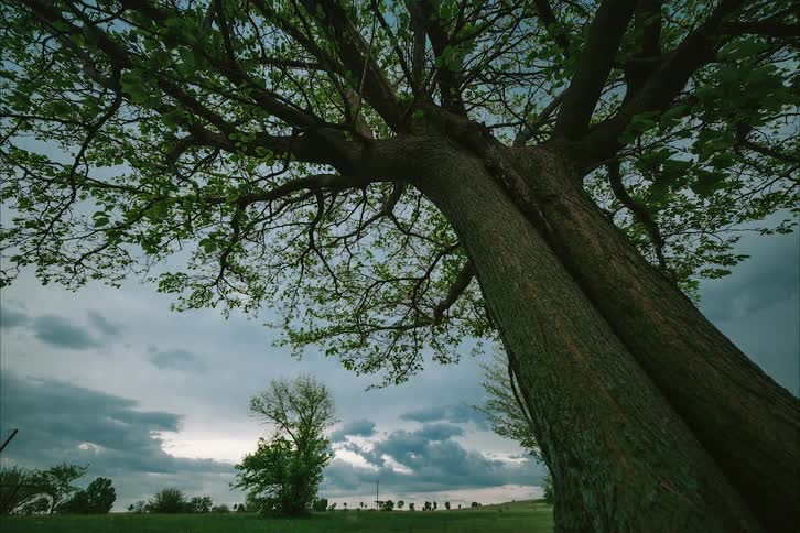 Time lapse of clouds rolling over the folliage of a big tree on a field at evening