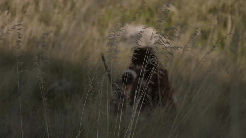 Three people are walking through tall grass