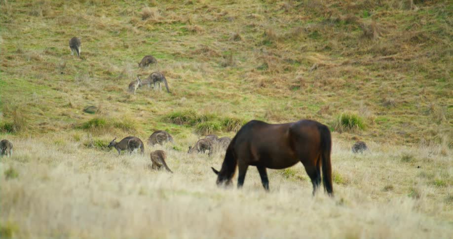 A horse is grazing in a field and there are kangaroos in the field and on the hillside