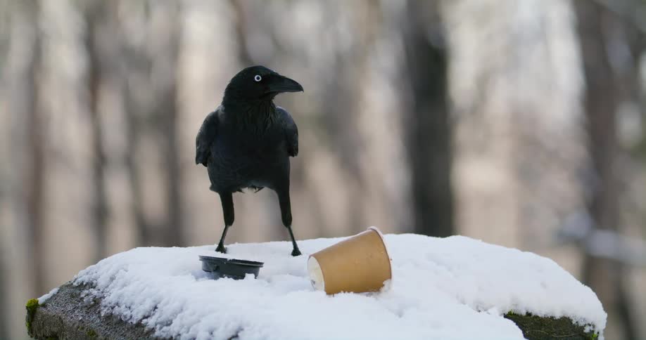 A crow drinks from a paper cup in the snow