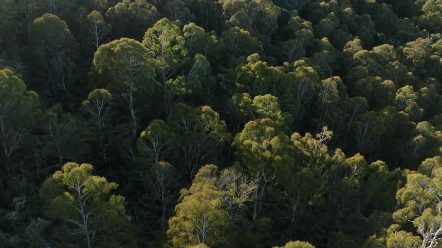 An aerial view of trees in a forest