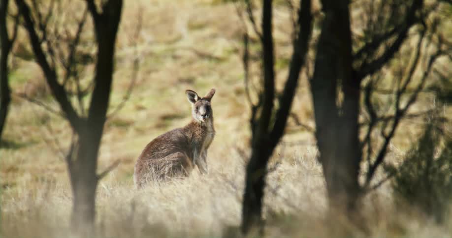 A kangaroo standing outdoors