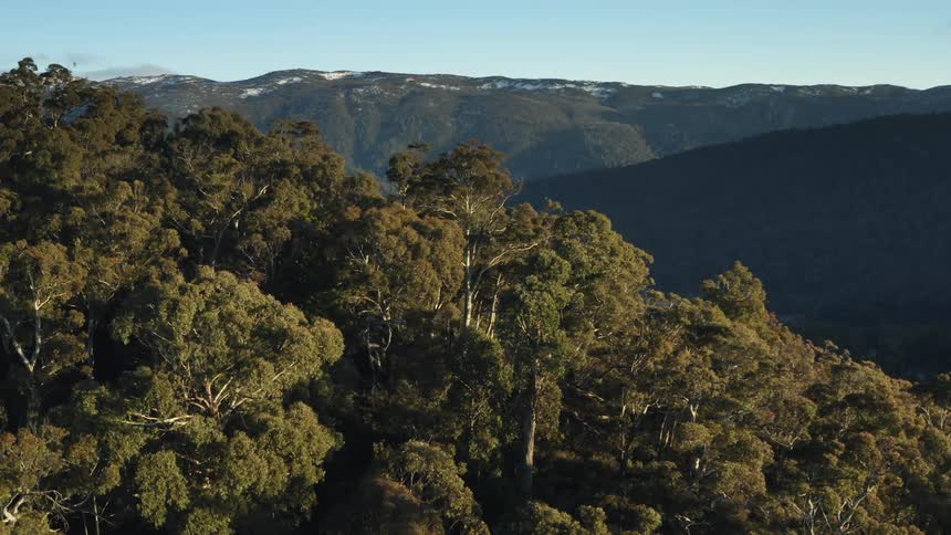 The mountains are covered with trees