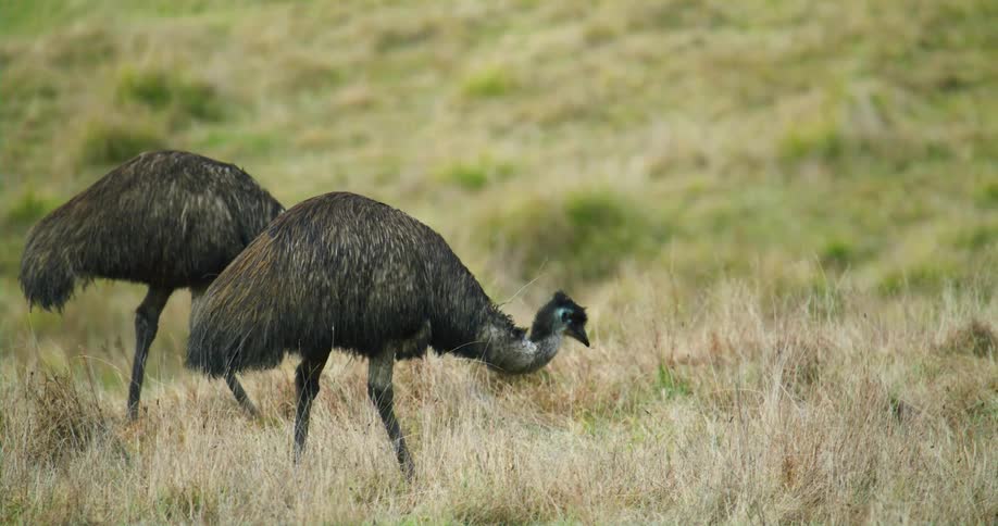 Two flightless birds walk across grass in field feeding