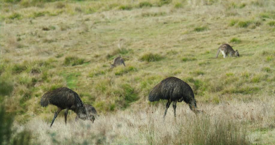 Animals are grazing on the grass