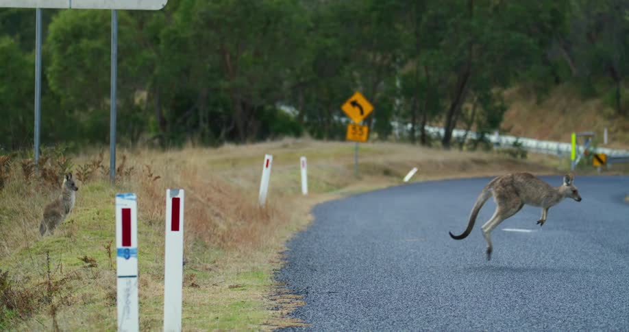 A view of two kangaroos hopping across a road