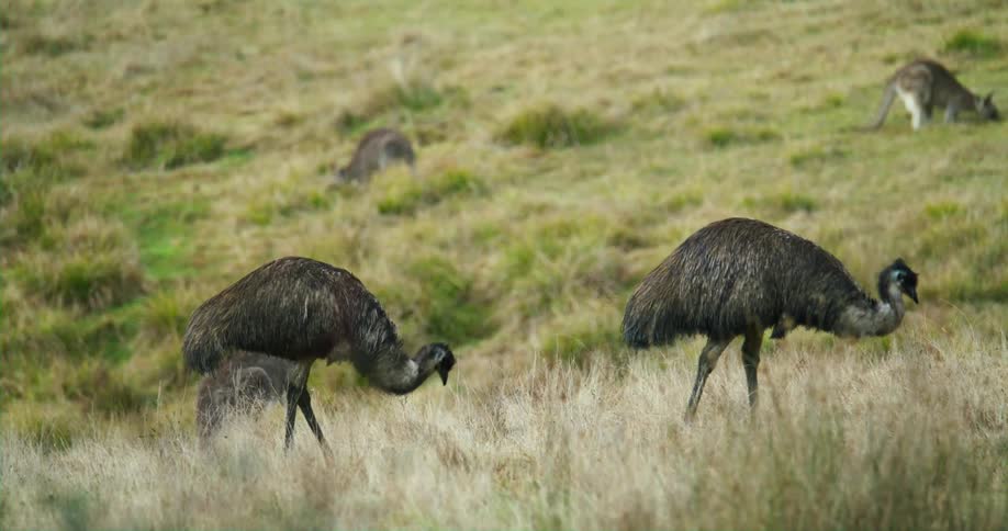 Emus grazing in a grassy field