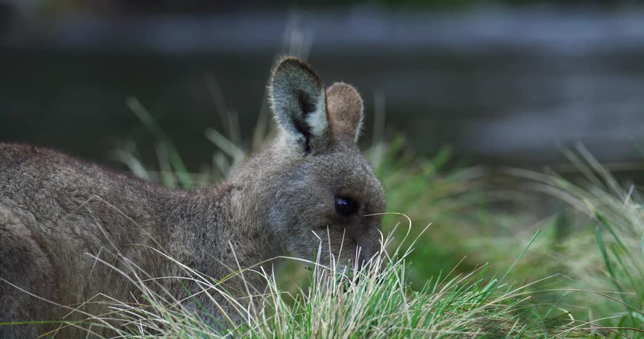 A kangaroo eating grass outdoors