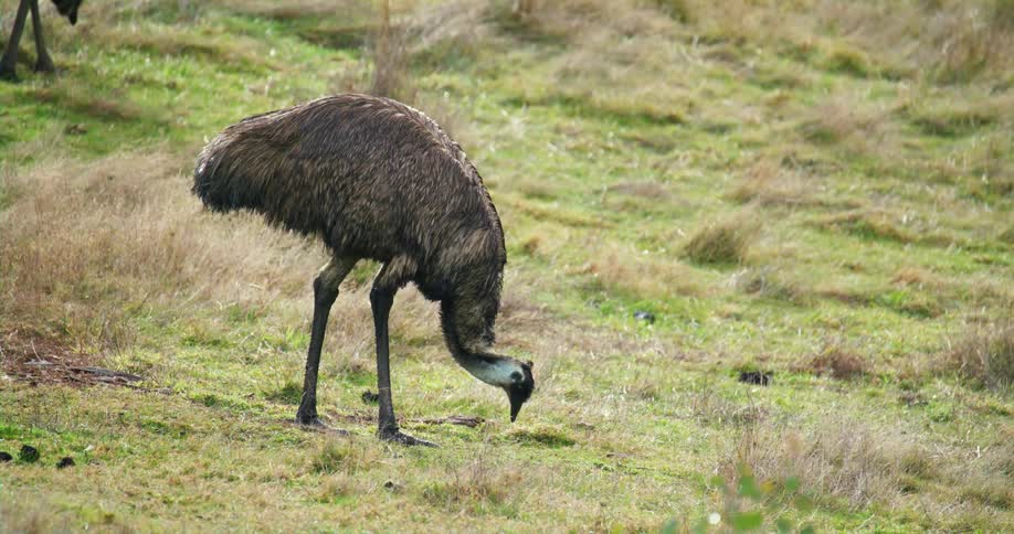 Large flightless bird pecks at ground while walking across grass
