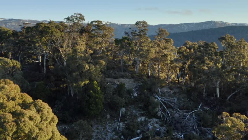 Aerial view of green mountain forest