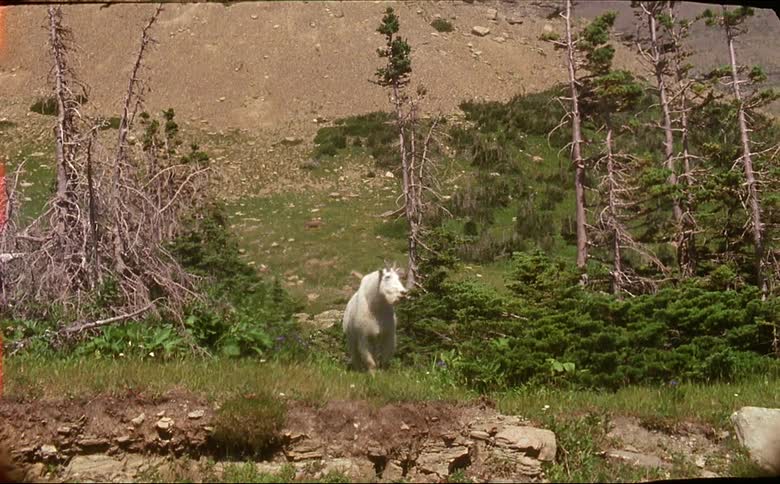 A mountain goat in Glacier National Park shot on 16mm film