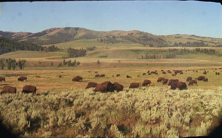 Bison grazing in a grassy field on the plains in yellowstone national park shot on 16mm film