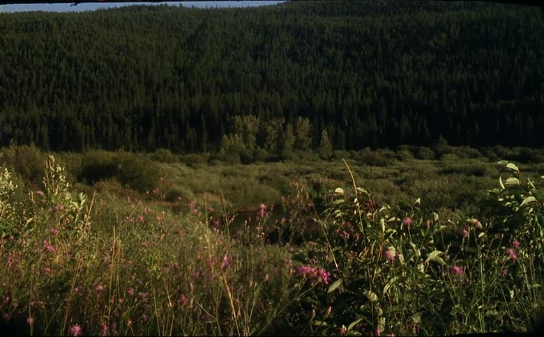A view of grasslands outdoors in yellowstone national park shot on 16mm film