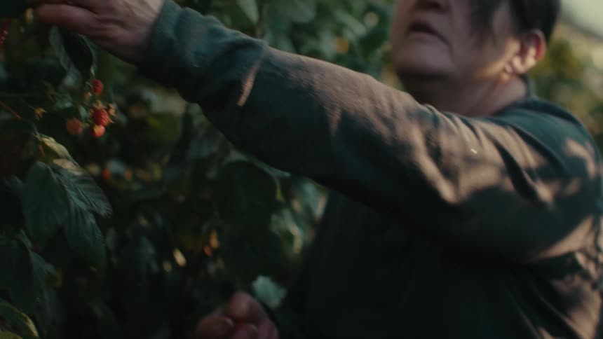Woman plucks fruit from tree creating a small shower of waterdrops from the wet leaves