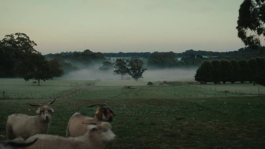 Herd of goats walk on a green field near the hills covered in mist at morning