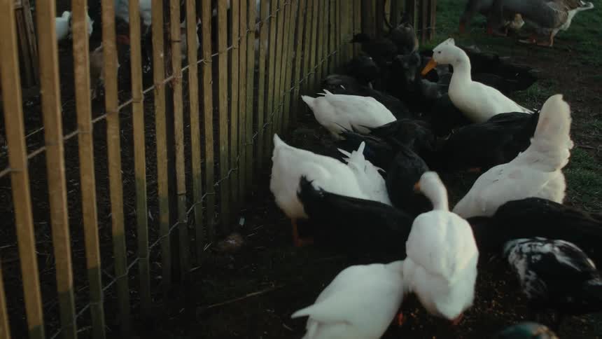A team of white and black ducks feeding near a fence on a farm in the morning