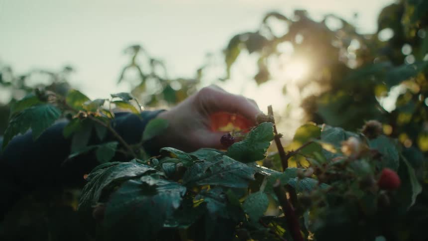 Close up of the hand of a farmer picking berries from a bush in the morning