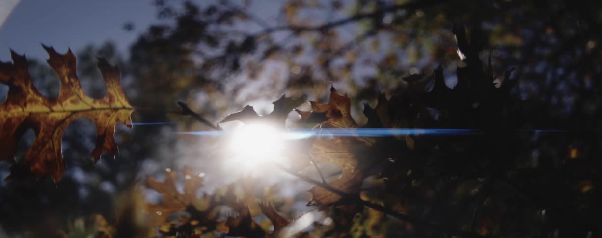 The bright sunlight shines through tree branches and leaves in fall colors
