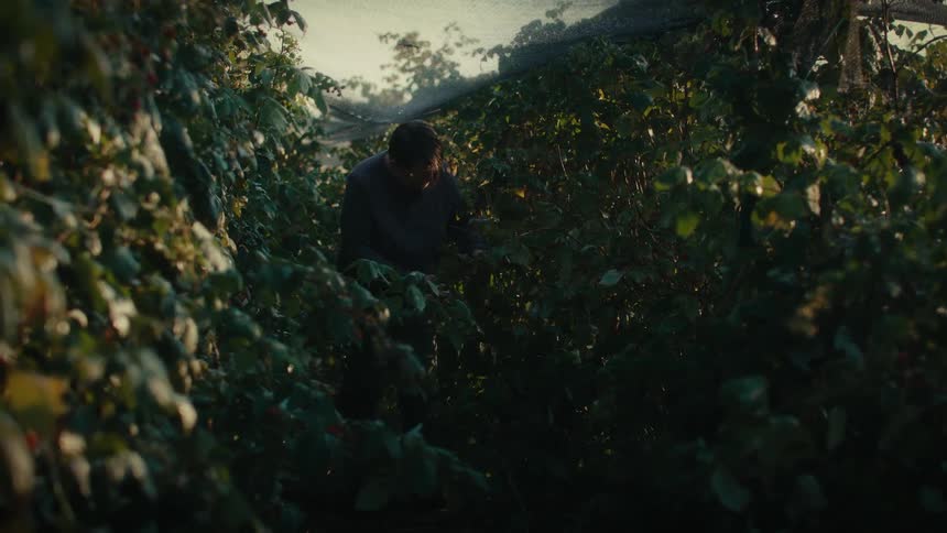 A woman reaches for a vine branch holding it and inspecting it