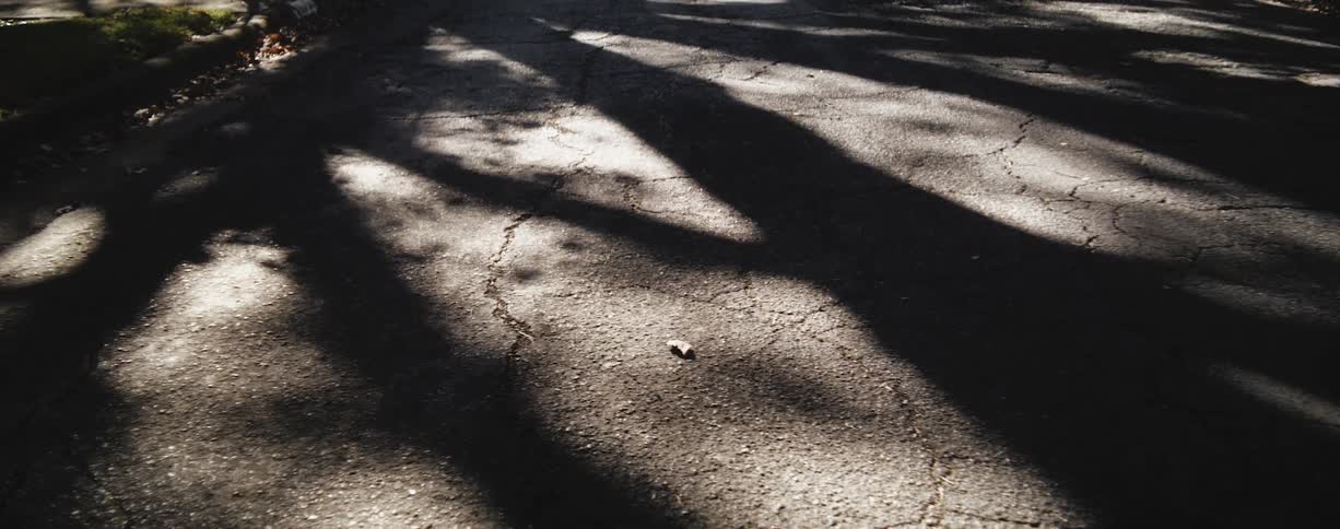 The shadow of the tree reflects on the road