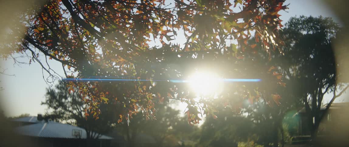 Sunlight shining through a tree branch with autumn leaves in a neighborhood