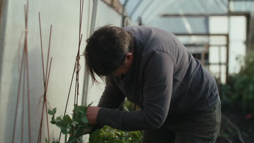 Middle aged woman with boots jeans and gray shirt tends plants in greenhouse