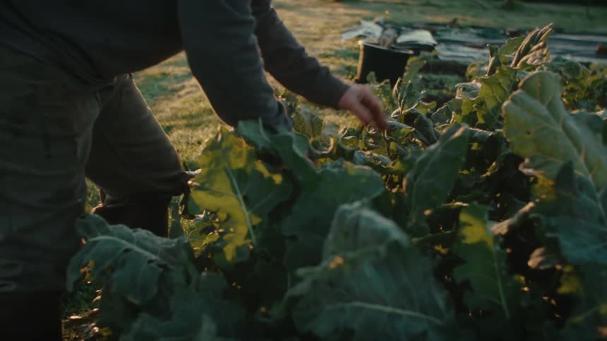 Gardener bends over examining plants growing in garden bed with fenced pasture in the background