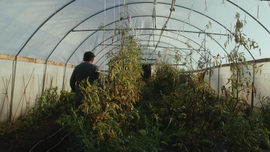 A person walking through a greenhouse with tomato plants
