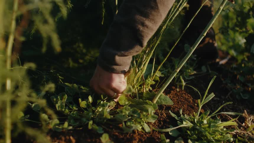 Middle aged woman with boots jeans and gray shirt tends plants in greenhouse