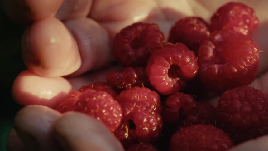 A handful of ripe red raspberries