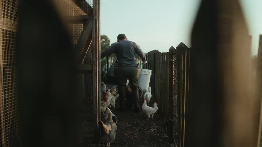 A person carries a bucket through a chicken pen during the day