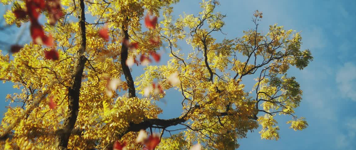 Leaves on a tall tree turn orange and yellow