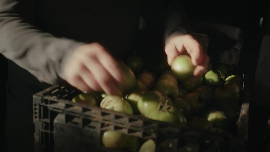 Hands sort through a crate of harvested green fruit