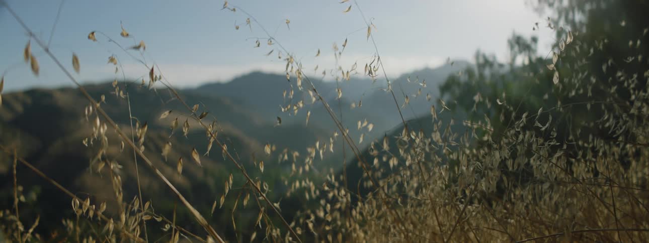 Close up of leaves on plants with hills in the distance