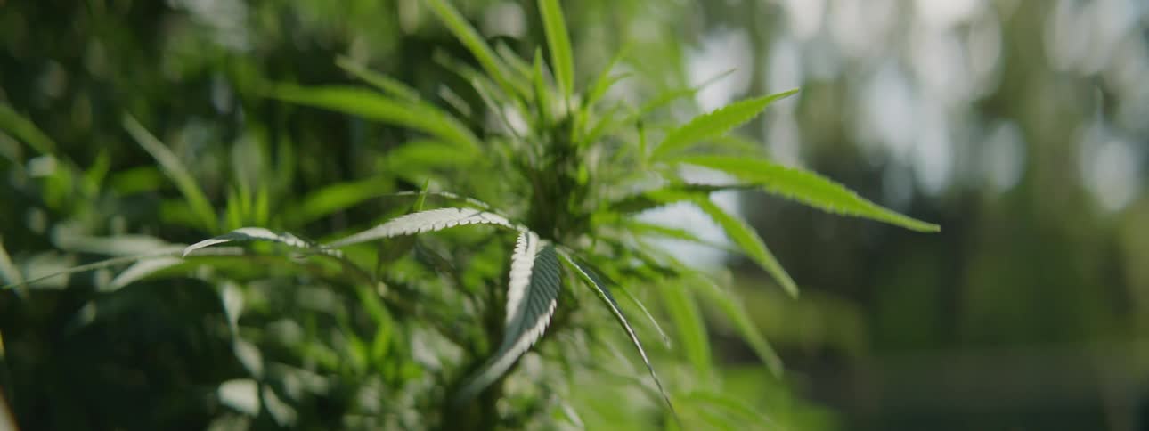 Close up of green hemp in the forest