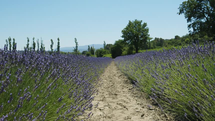 The wind is blowing the flowers