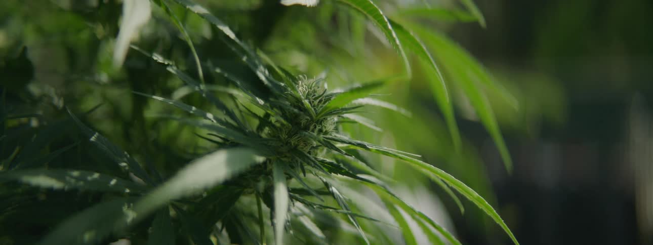A cannabis plant with leaves and buds blows in the breeze