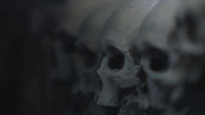 A row of skulls are lined up