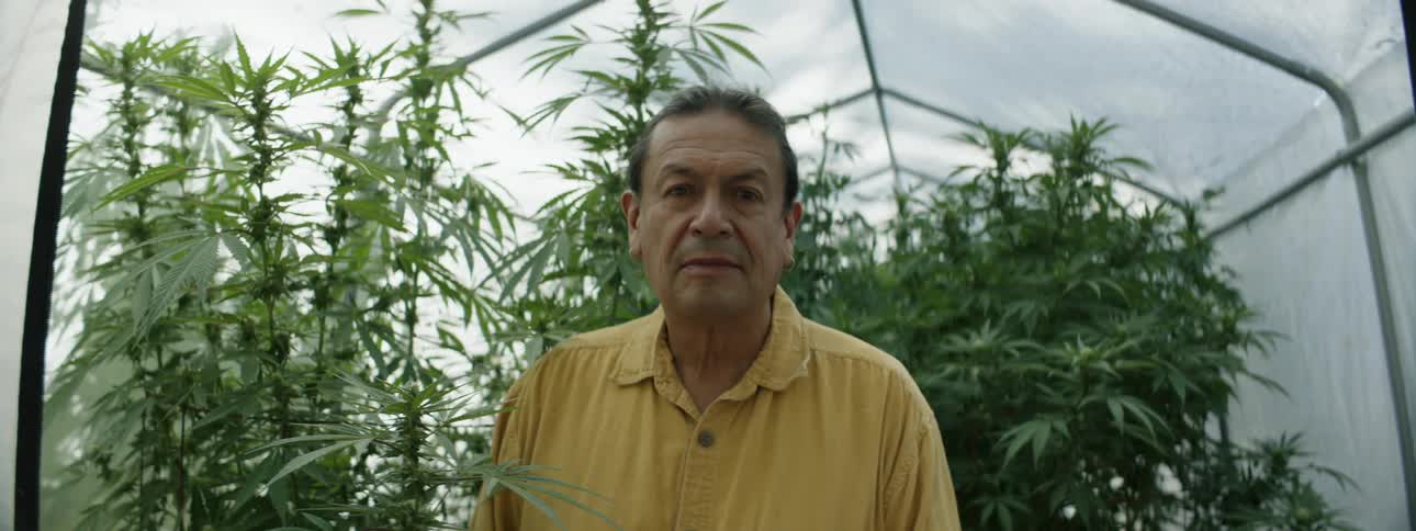 A farmer is standing in front of marijuana crops