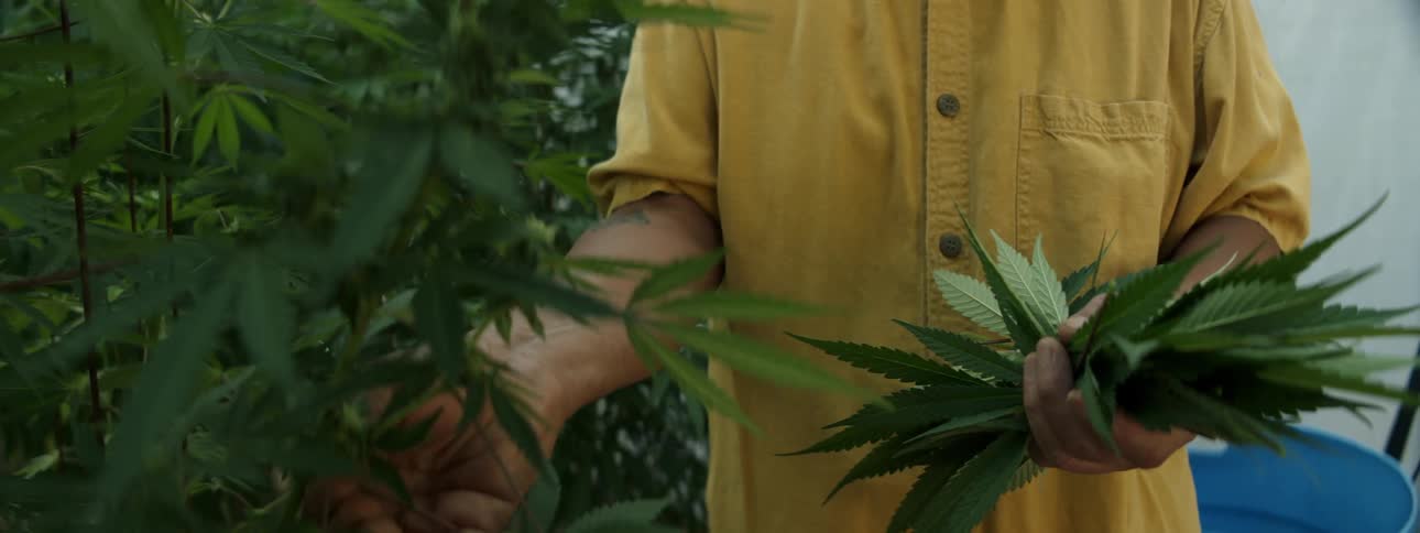A man is picking marijuana plants