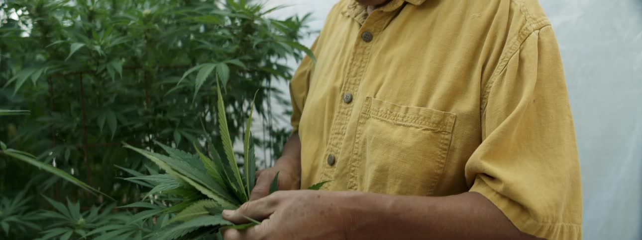 A man examines leaves cut from a plant in a large grow tent