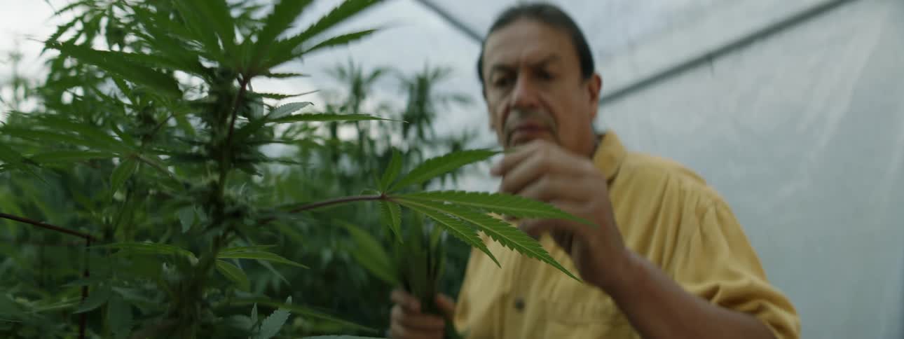 A farmer is checking the marijuana plants