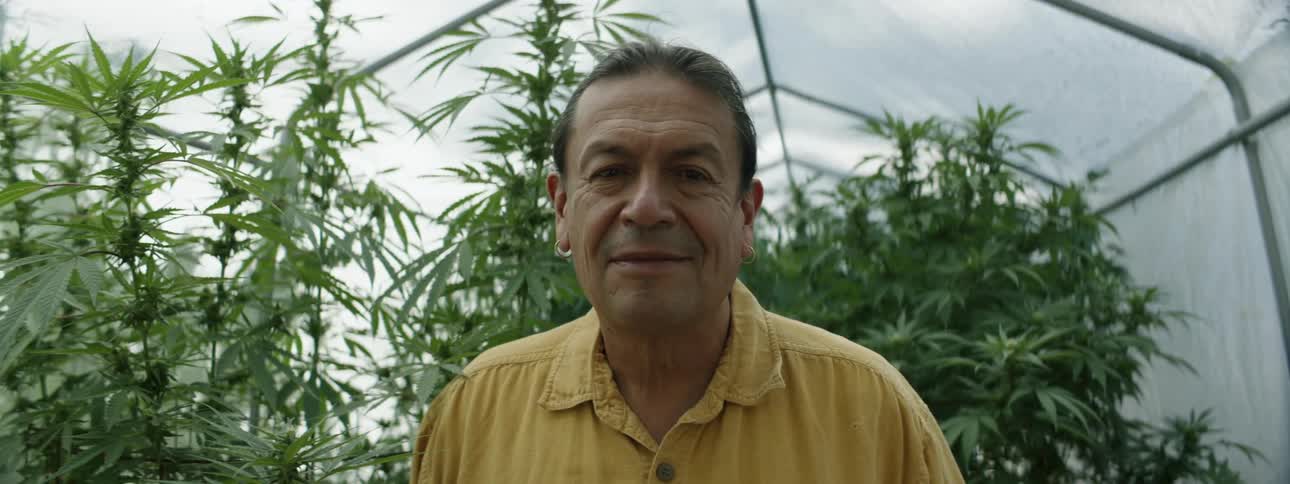 A man is standing inside a greenhouse with marijuana plants behind him